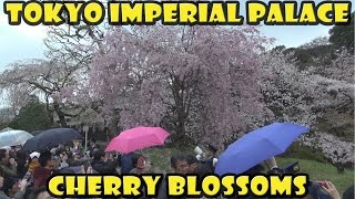 Cherry Blossoms in the Tokyo Imperial Palace 2014