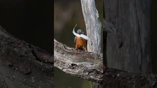 秋の大魚叩き　20241111　No7 #shorts #kingfisher #happyhovering #α9III #birds #wildlife