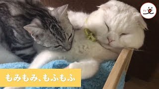 マッサージしながら、もふもふの気持ちよさを知ってしまった猫【PECO TV】