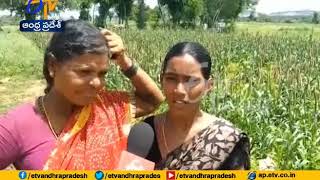 Millet Farming Going | in Anantapur Dist | For Good Health