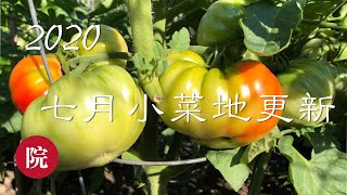 【彬彬有院】种•250小菜地更新----2020年7月//大量种植信息和您分享，如何判断各种果实是否成熟～～～