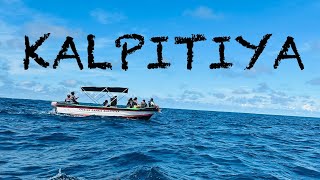 Amazing Dolphin watching tour in SRI LANKA - KALPITIYA . #travel  #srilanka  #dolphin #vlog