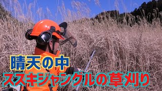 晴天の中二反のススキジャングルを草刈り！