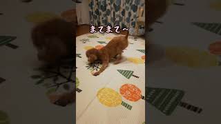 ラジコンで遊ぶと興奮するうちのわんこ（トイプードル） 犬と車の熱い闘い　#dog  #shorts