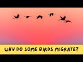 Why Do Some Birds Migrate?