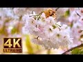 4K Flowers & Leaves - Relaxing Nature Sound - 2 HOURS 4K UHD Video