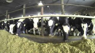 Milk from the Arctic - Dairy Farming in Canada