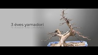 Gyertyán (Carpinus betulus) - 3 éves yamadori