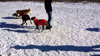 Dog park Fun!  Corgi leads the pack