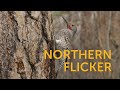 Northern Flicker