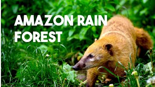 Planet Pals : Amazon Rainforest Adventures - Discovering Amazing Animals!