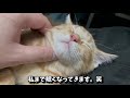 膝の上で果ててしまう子猫が可愛いすぎる