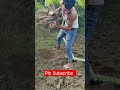 jimikand ki kheti kaise karen suran ki kheti shortvideo kisan indian_krishi viral