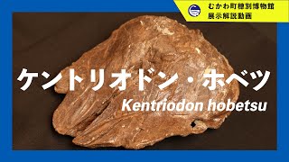 【ケントリオドン・ホベツ】穂別博物館展示解説動画