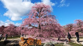 自然の美と調和、しだれ梅の饗宴 鈴鹿の森庭園を「ぶらヒロシ」