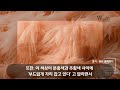 우신감정원 올해의 컬러 피치 퍼즈 peach fuzz