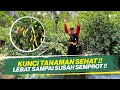 CARA TEPAT MEMBUAT TANAMAN SEHAT!! MUDAH DAN SANGAT MURAH!! TANAMAN DIJAMIN AMAN!!