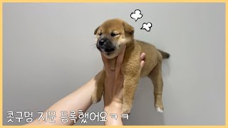 요즘 강아지 등록하는 방법 !