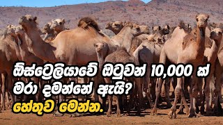 ඕස්ට්‍රේලියාව ඔටුවන් 10,000ක් මරා දමන්නේ ඇයි? | Why Australia killed 10,000 Camels