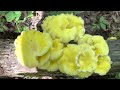 เก็บเห็ดนางรมสีทอง เห็ดเหลืองป่าอเมริกา golden oyster mushrooms