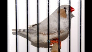 Show Zebra Finches Australia- The varieties