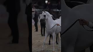 Arabic Horse