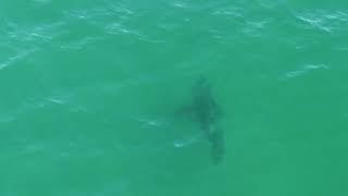 Great White Shark Clam Harbour Beach NS - May 29th 2024 - Full Video #2