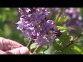 Hulda Klager Lilac Days