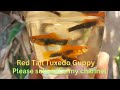 fish red tail tuxedo guppy రెడ్ టైల్ టక్సేడో గుప్పీ