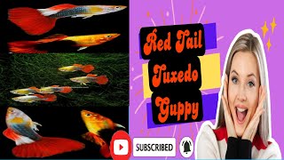 #Fish:Red Tail Tuxedo Guppy రెడ్ టైల్ టక్సేడో గుప్పీ