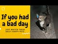 If you had a bad day, just watch these daily happy pets | Day 116