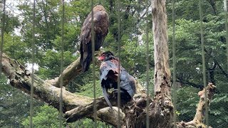 番外編 オオワシ、二ホンイヌワシ、オジロワシ、ダルマワシ、クマタカ【多摩動物公園】フライングケージ