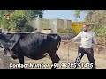 7 ਗਾਵਾਂ ਰਾਜਸਥਾਨ ਦੇ 21 h ਪਿੰਡ ਵਿੱਚ 7 cows for sale