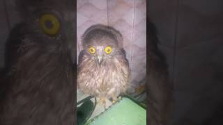 রহস্যময় পেঁচা।।পেঁচা দেখা শুভ না অশুভ।। owl #owl