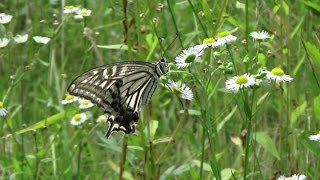 Swallowtail butterfly vol. 1