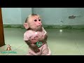 monkey nana ran away from his father when he was given medicine