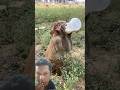 Susunya takut ada yang rebut #monyet #funny #monkey #animals #cute #lucu #shorts #shortvideo