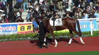 【HD】20111204 阪神5Rメイクデビュー パドック 2着ダノンキセキ