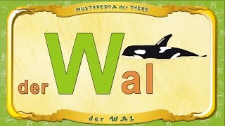 Multipedia der Tiere Buchstabe. W - der Wal