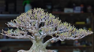 INSPIRASI BONSAI BERINGIN VIRAL