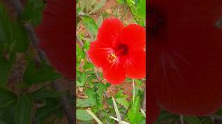 Red Hibiscus video with Shyama Sangeet #shortsvideo