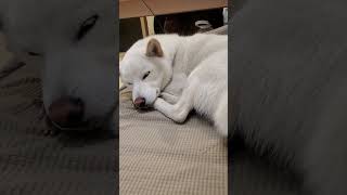 White Shiba inu is about to sleep 🥱🥱白柴寶寶快睡著了，一直鬧他