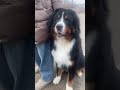 bernesemountaindog bernerlove barvommatterhorn puppy bmd bernesedog cute doglife bernese