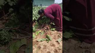 Beauty of Beet Cultivation #beetroot #cultivation