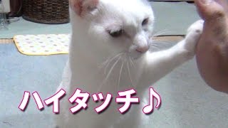 「ハイタッチ」の芸をする白猫ユキ♪ White cat Yuki tricks \