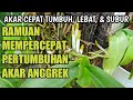 Ramuan Perangsang Pertumbuhan Akar Anggrek .Akar Cepat Tumbuh dan sehat