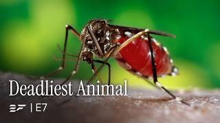 Inside The Lab Building 'Birth Control' For Insects