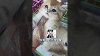 小猫让大爷的一席话说生气了