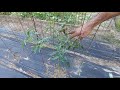 Weeds | Row Cover | Apple Tree Update