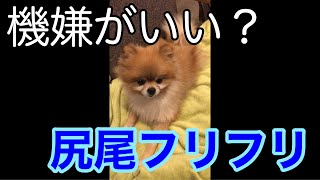 [ポメラニアン犬]触ろうとすると尻尾を振るポメラニアン。 #Shorts